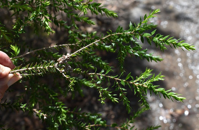 Melaleuca lophocoracorum photo 5
