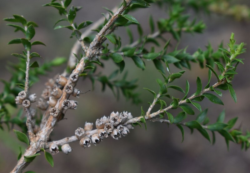 Melaleuca lophocoracorum photo 6