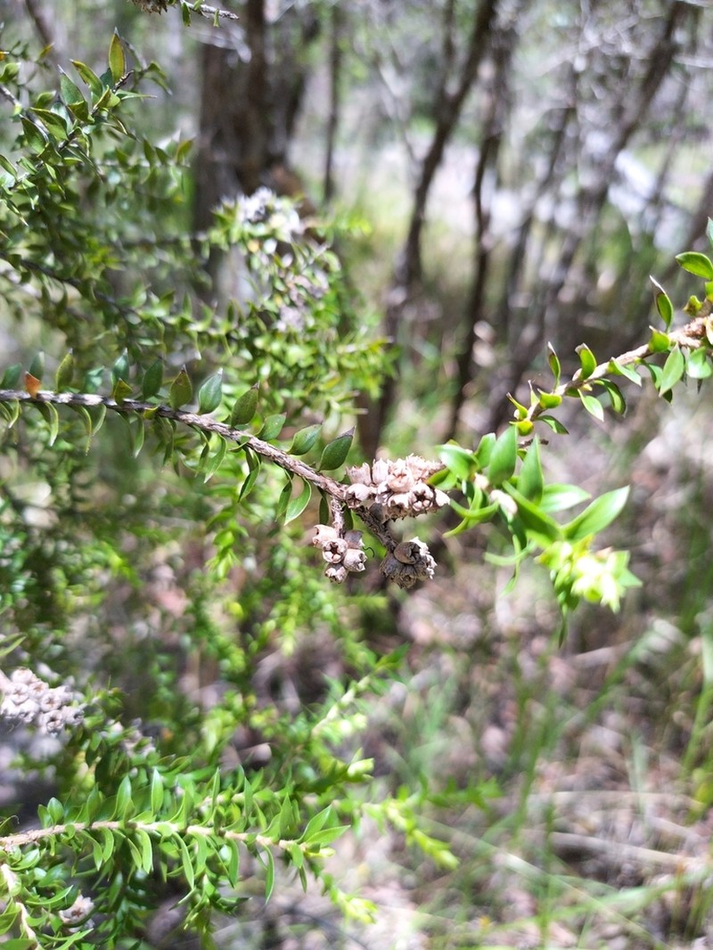 Melaleuca lophocoracorum photo 7