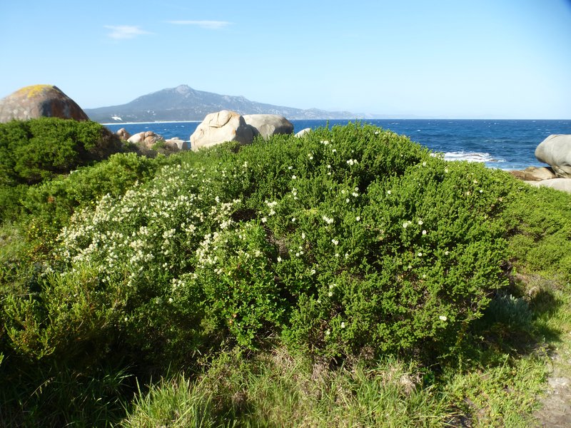 Melaleuca microphylla