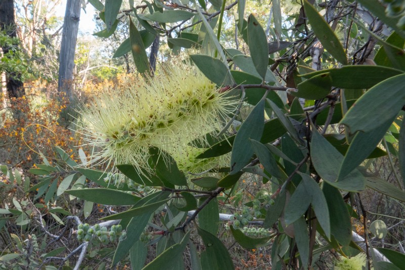 Melaleuca nervosa subsp. nervosa