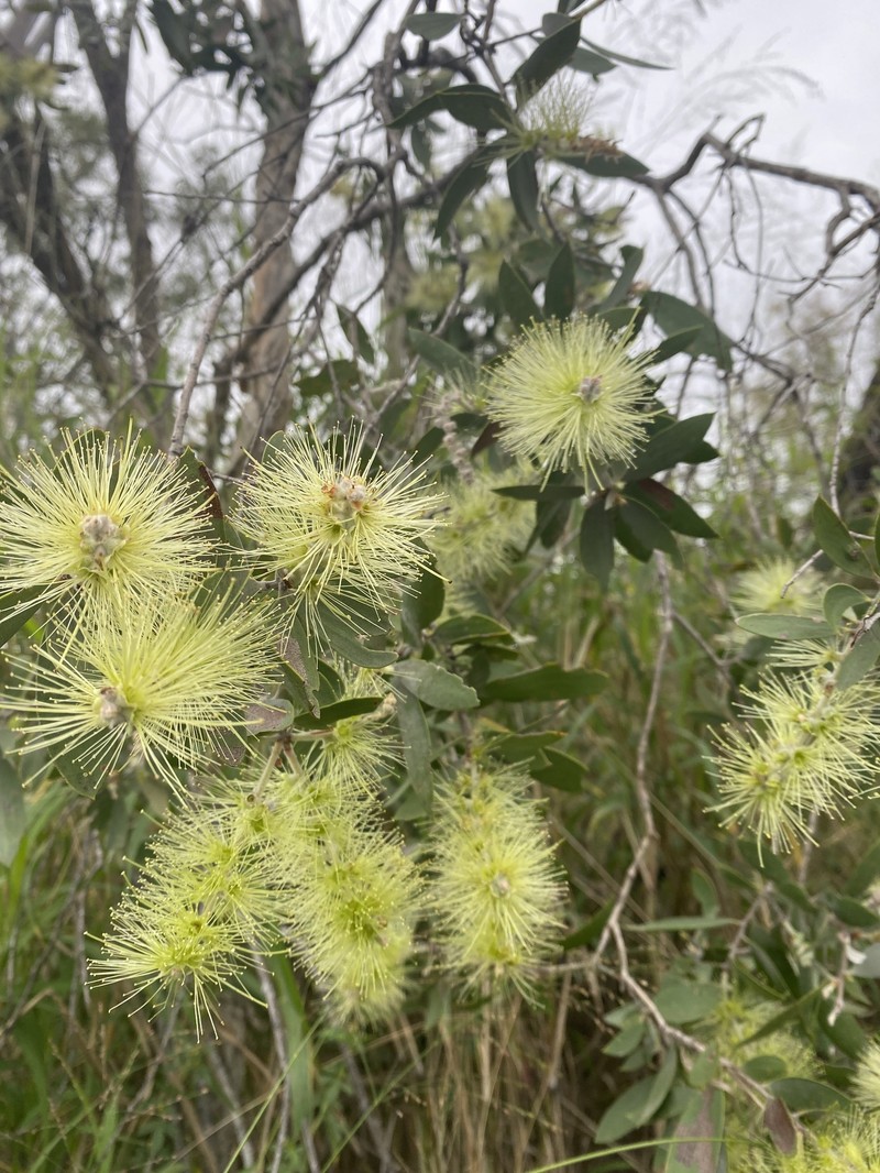 Melaleuca nervosa subsp. nervosa photo 2