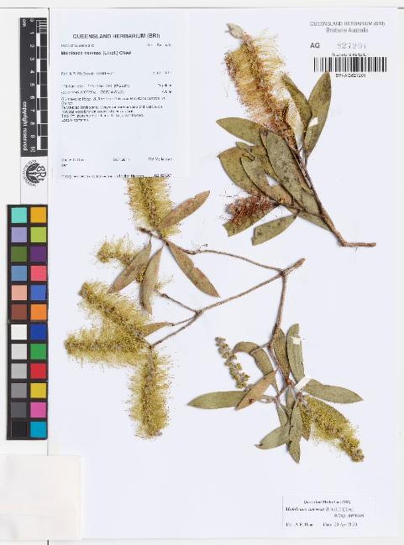 Melaleuca nervosa subsp. nervosa photo 3
