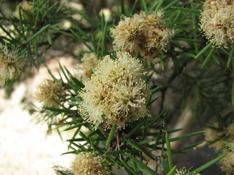 Melaleuca nodosa