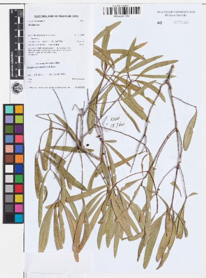 Melaleuca oblivia