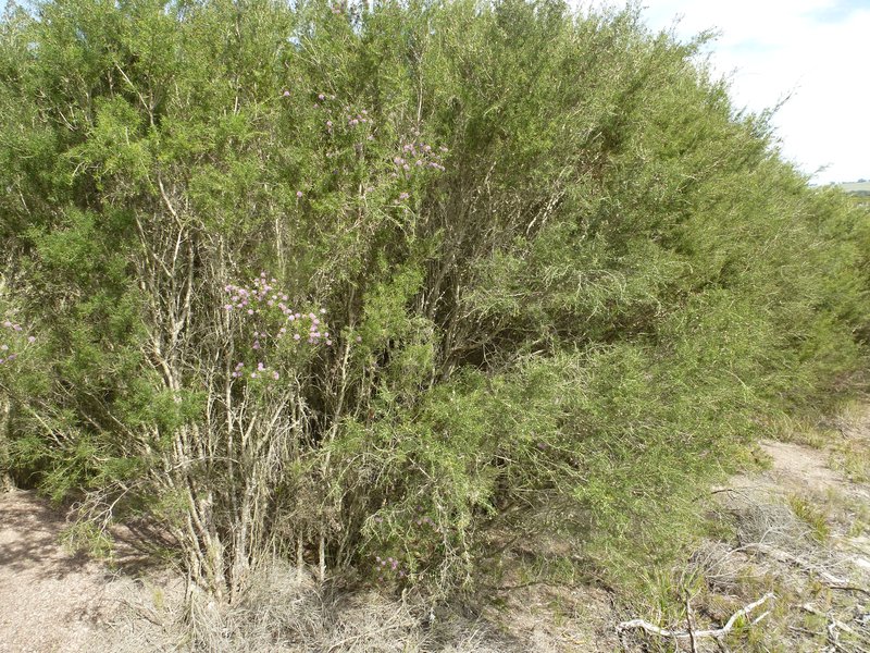 Melaleuca pentagona