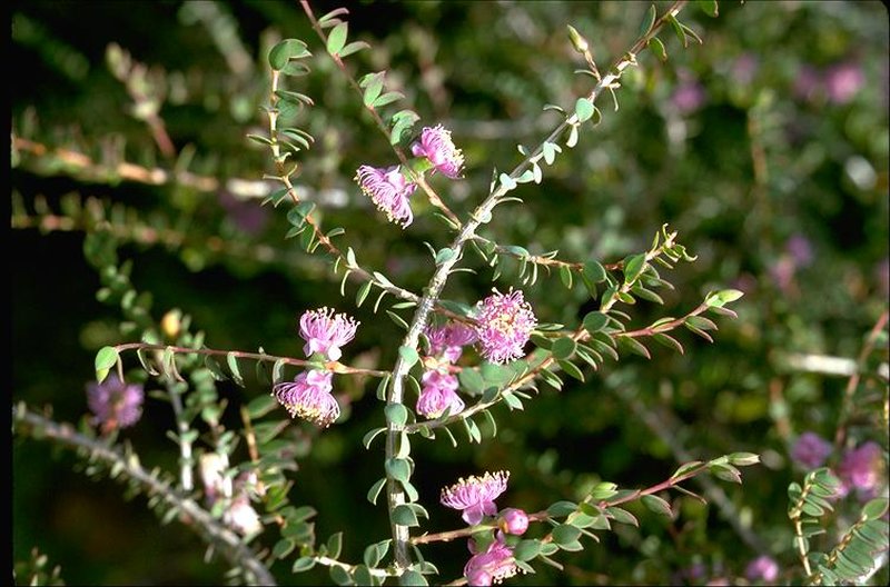 Melaleuca platycaly
