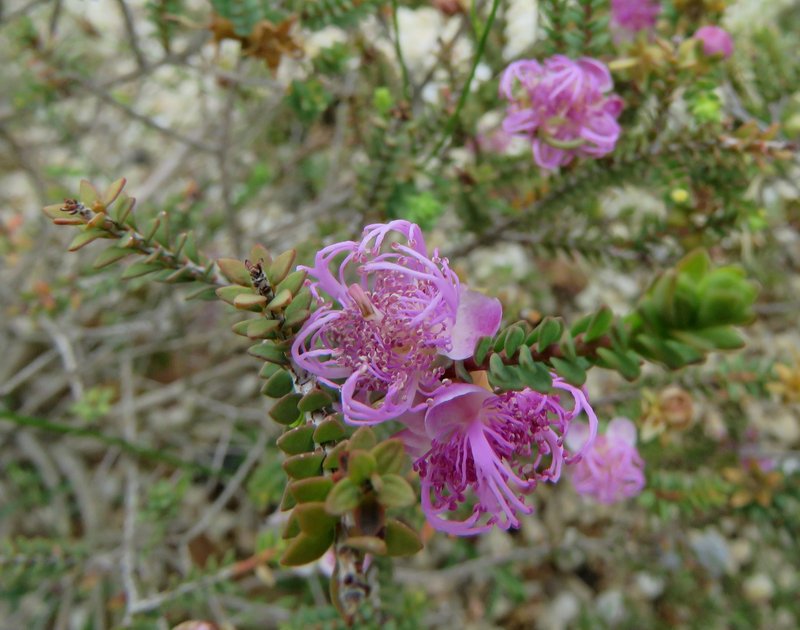 Melaleuca pulchella