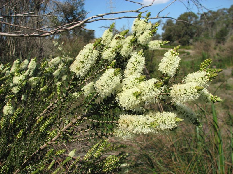 Bottlebrush Teatree