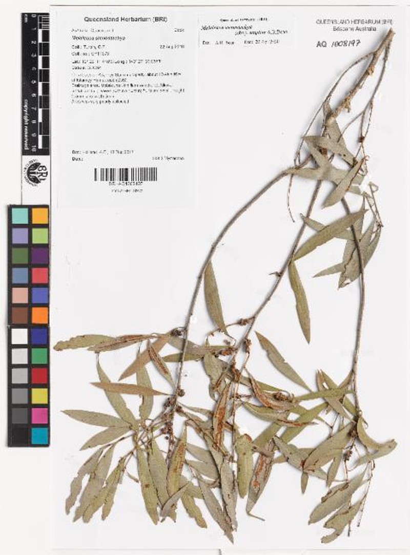 Melaleuca stenostachya subsp. amplior