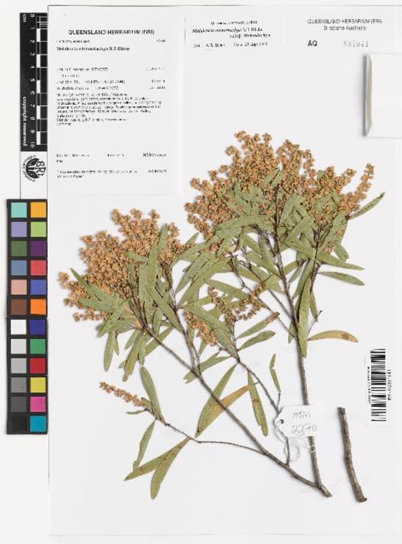 Melaleuca stenostachya subsp. stenostachya