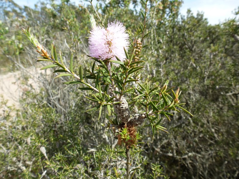 Melaleuca striata