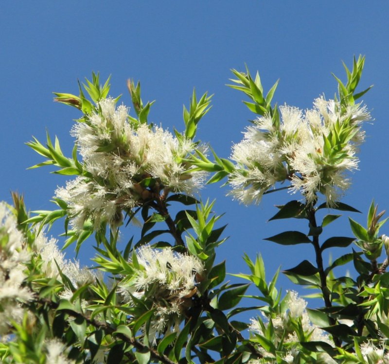Prickly-Leaf Teatree