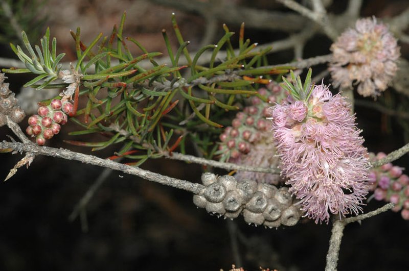 Melaleuca subfalcata