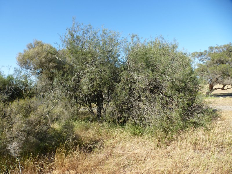 Melaleuca teretifolia