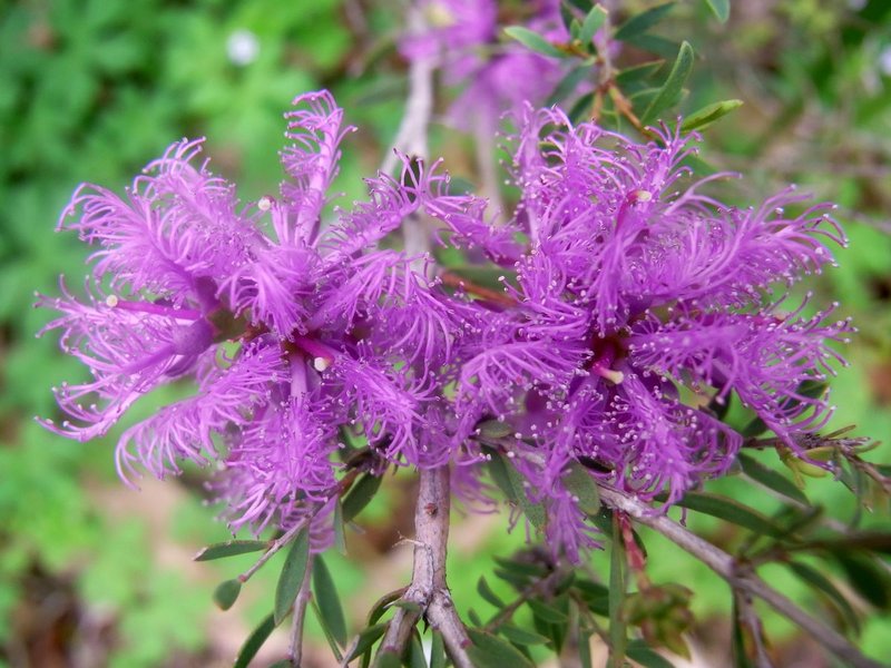 Thymeleaf Melaleuca