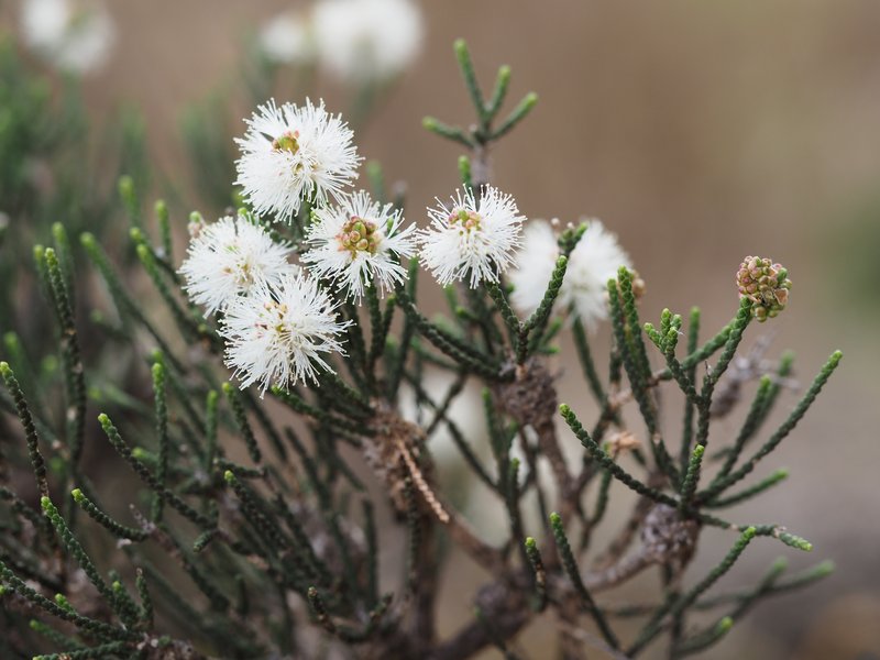 Melaleuca thyoides