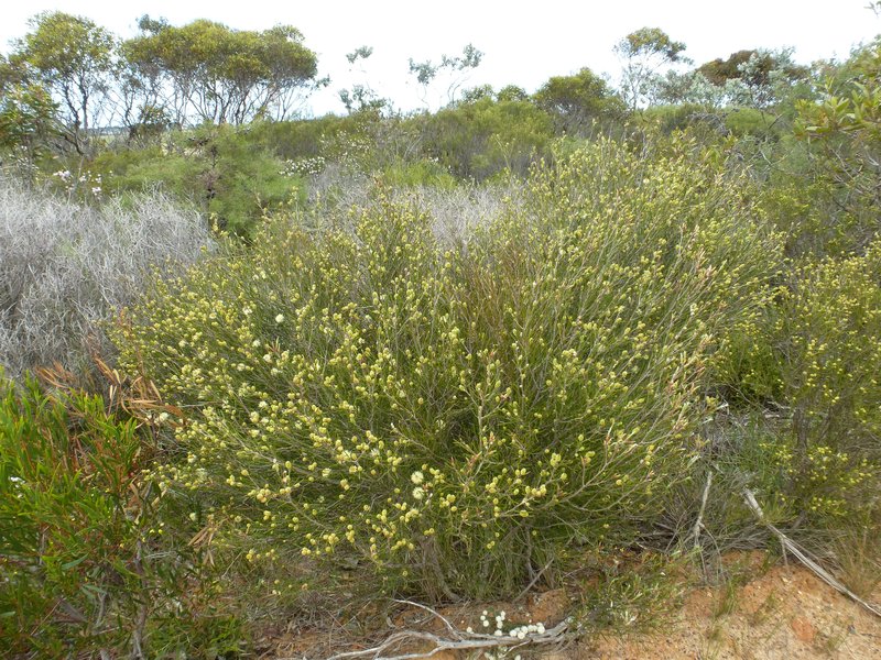 Broom Honeymyrtle