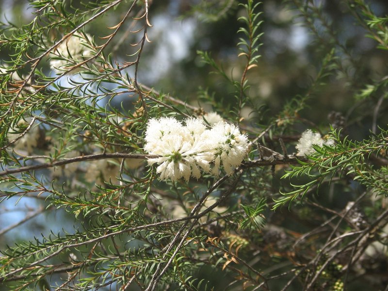 Melaleuca viminea