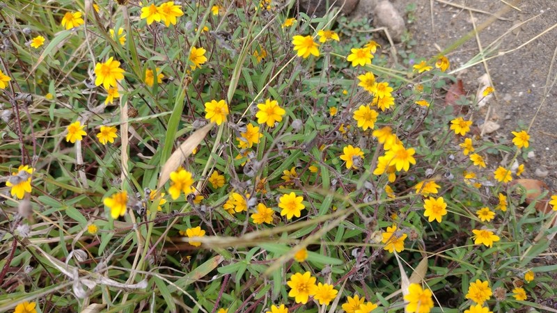 Melampodium americanum
