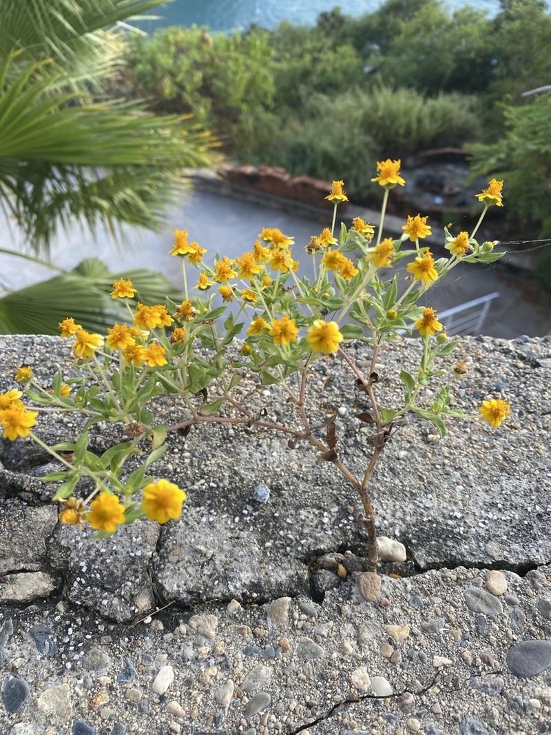 Melampodium americanum photo 2