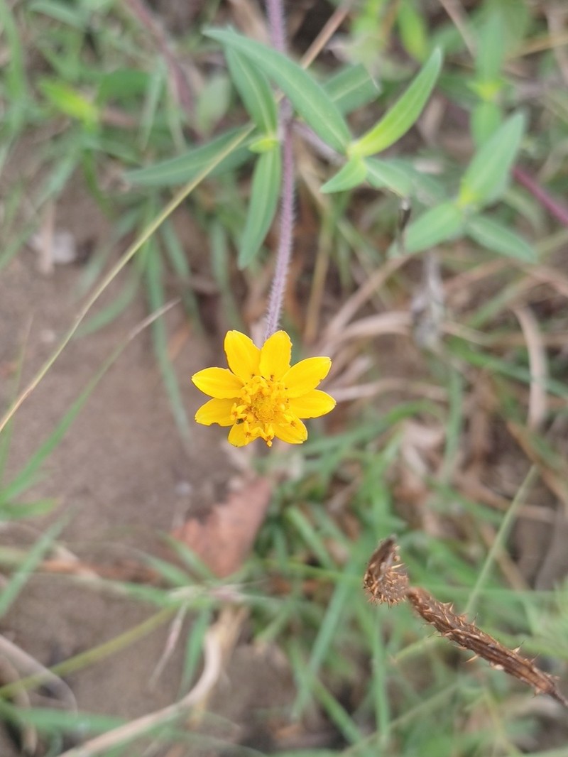 Melampodium americanum photo 3