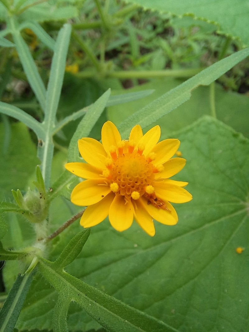 Melampodium americanum photo 4