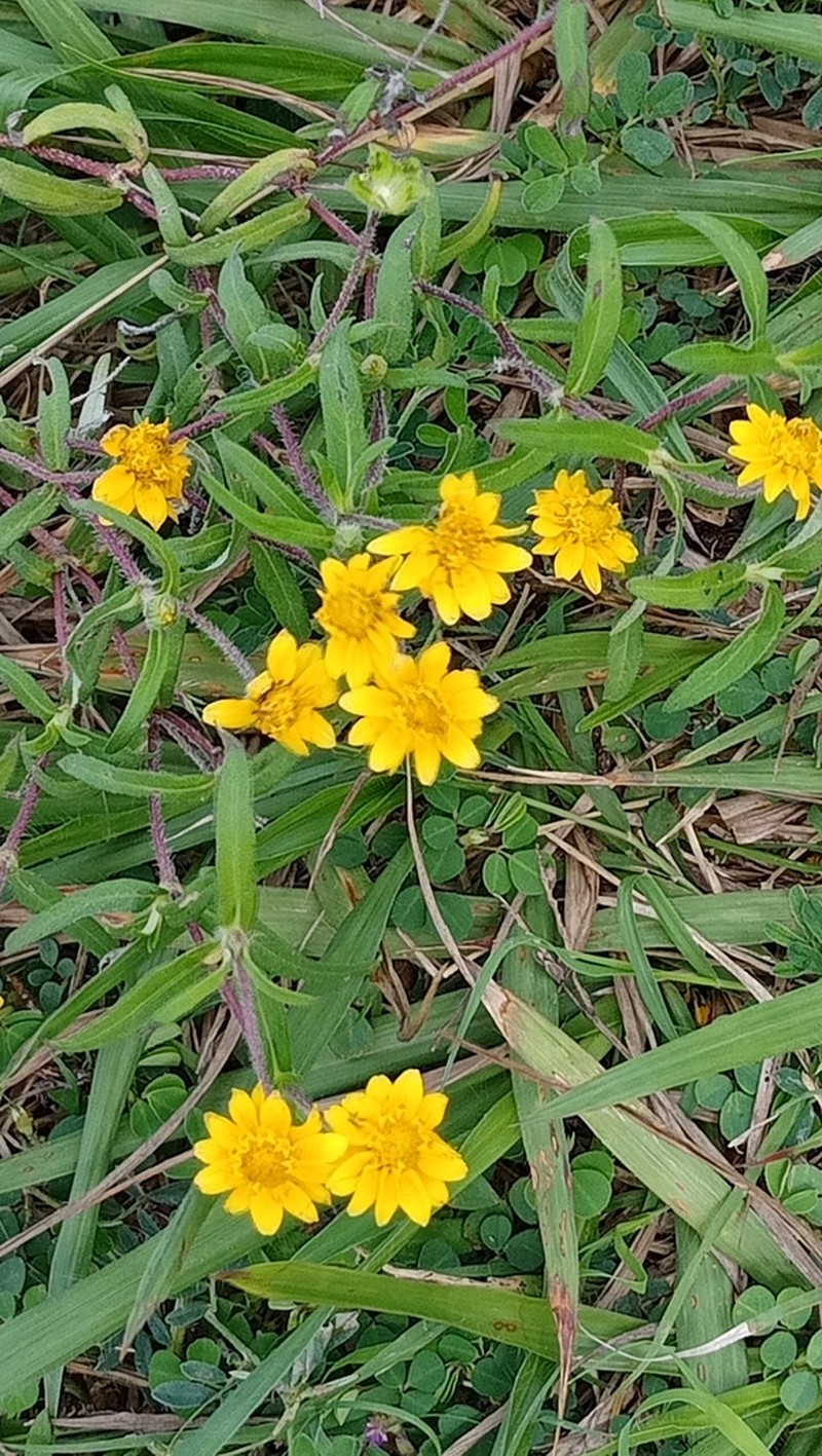 Melampodium americanum photo 5