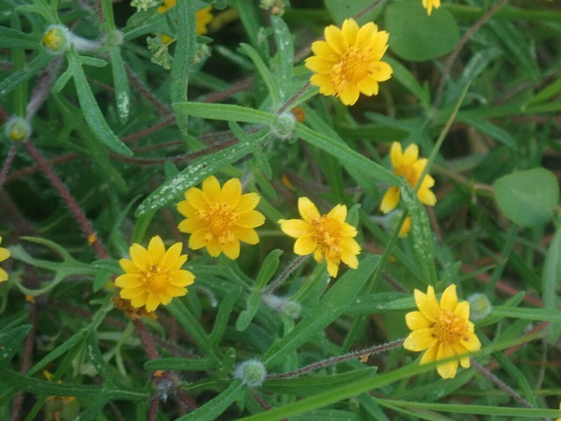 Melampodium americanum photo 6