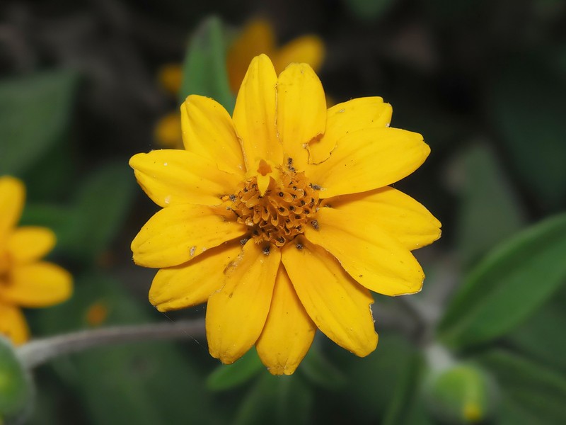 Melampodium americanum photo 7
