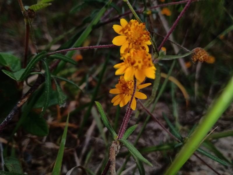 Melampodium americanum photo 8