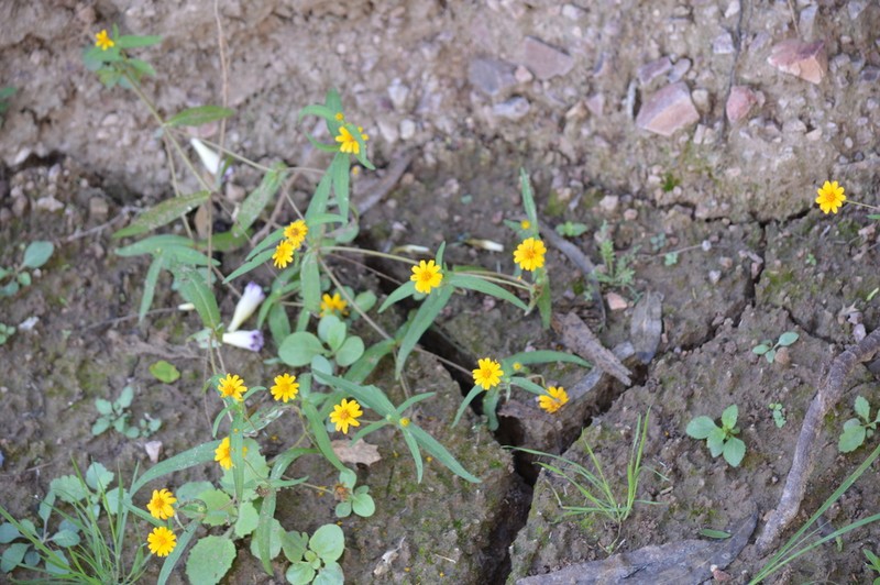 Melampodium appendiculatum photo 2