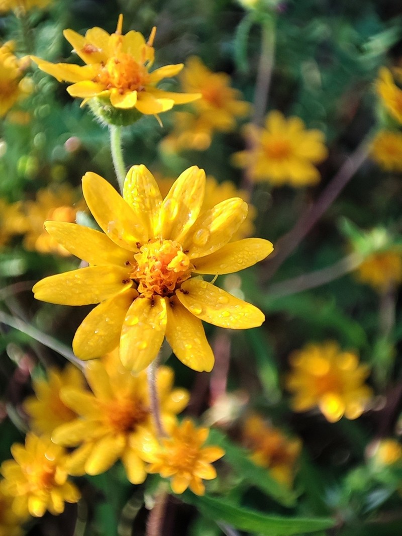 Melampodium appendiculatum photo 3