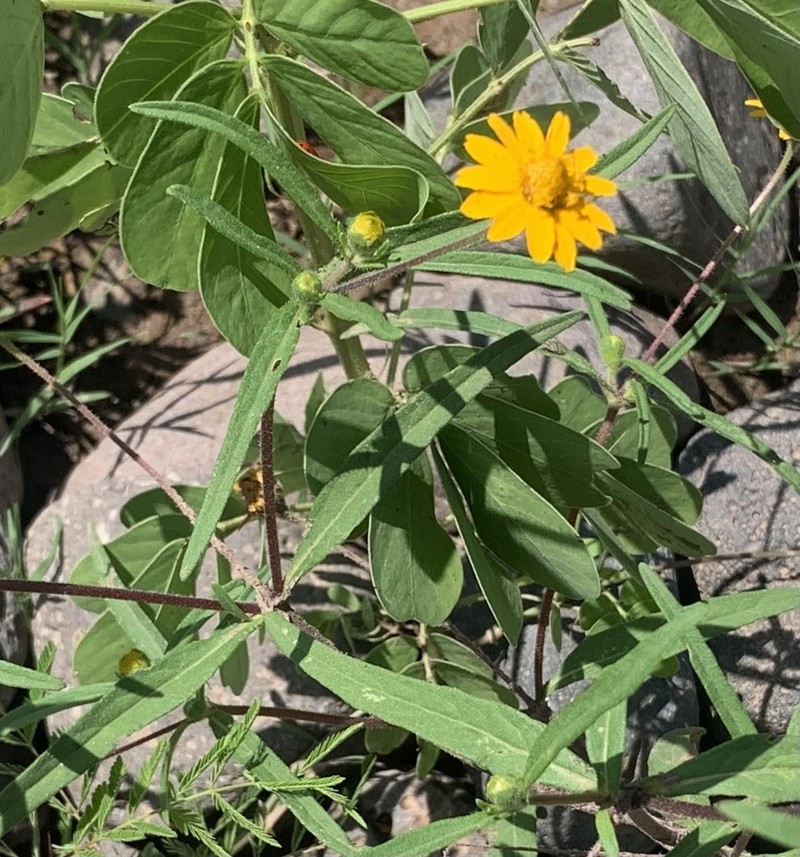 Melampodium appendiculatum photo 4