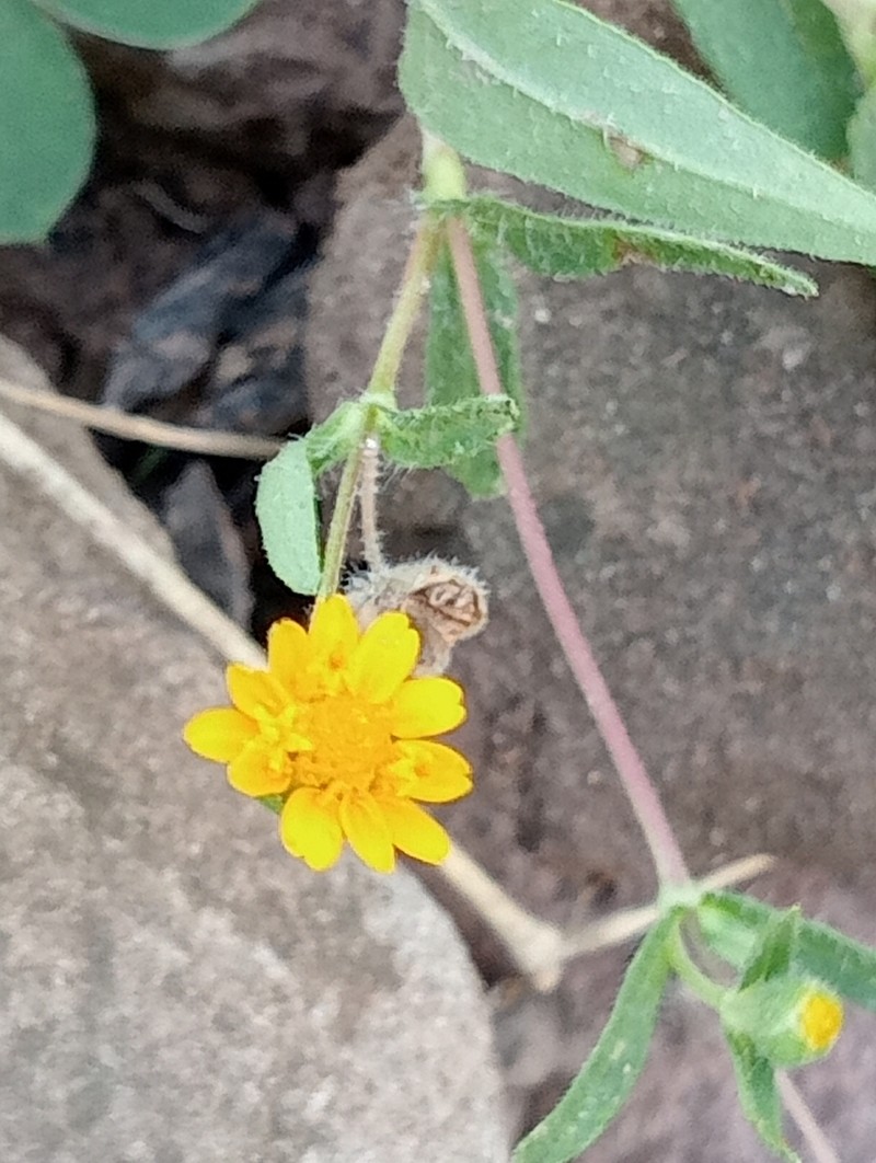Melampodium appendiculatum photo 5