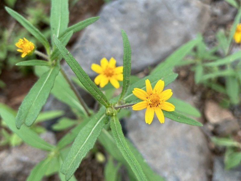 Melampodium appendiculatum photo 6