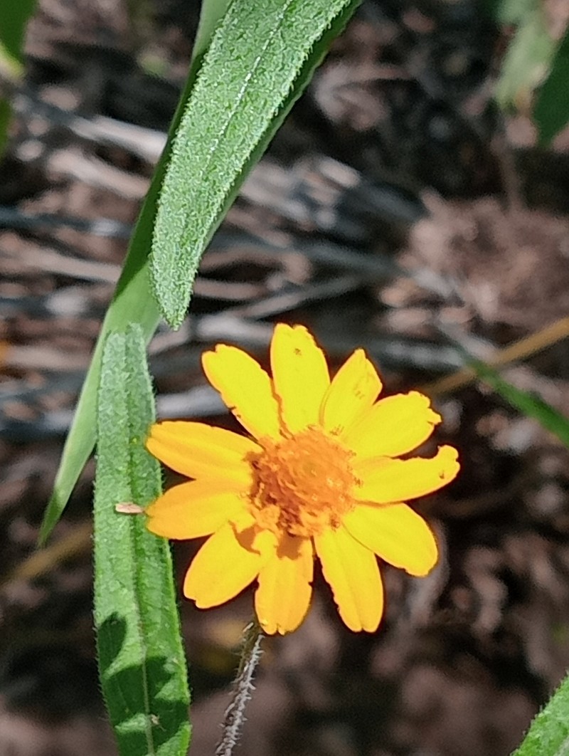 Melampodium appendiculatum photo 7