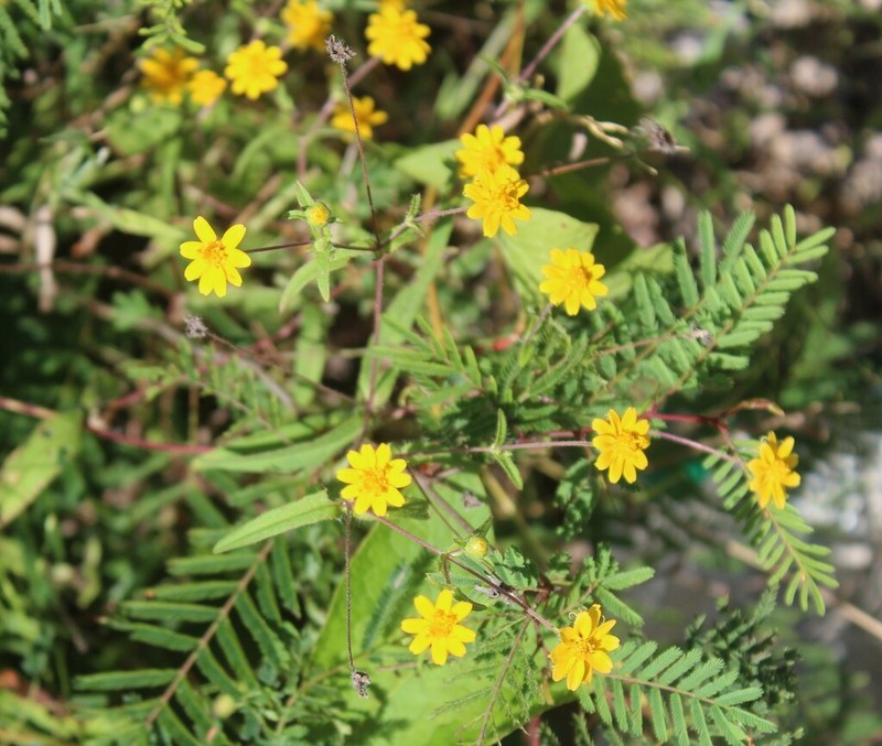 Melampodium appendiculatum photo 8