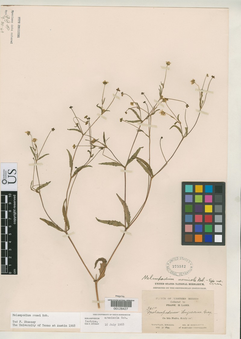 Melampodium arenicola