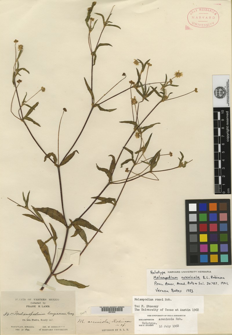 Melampodium arenicola photo 2