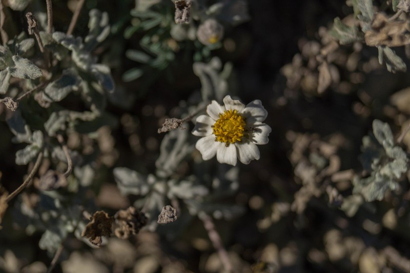 Melampodium argophyllum