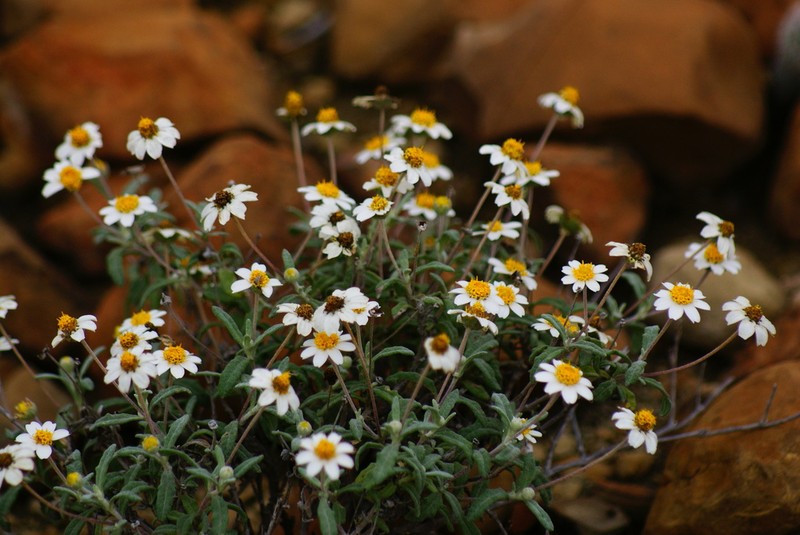 Melampodium argophyllum photo 2