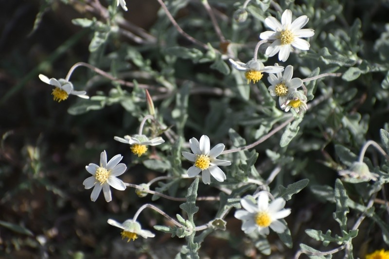 Melampodium argophyllum photo 3