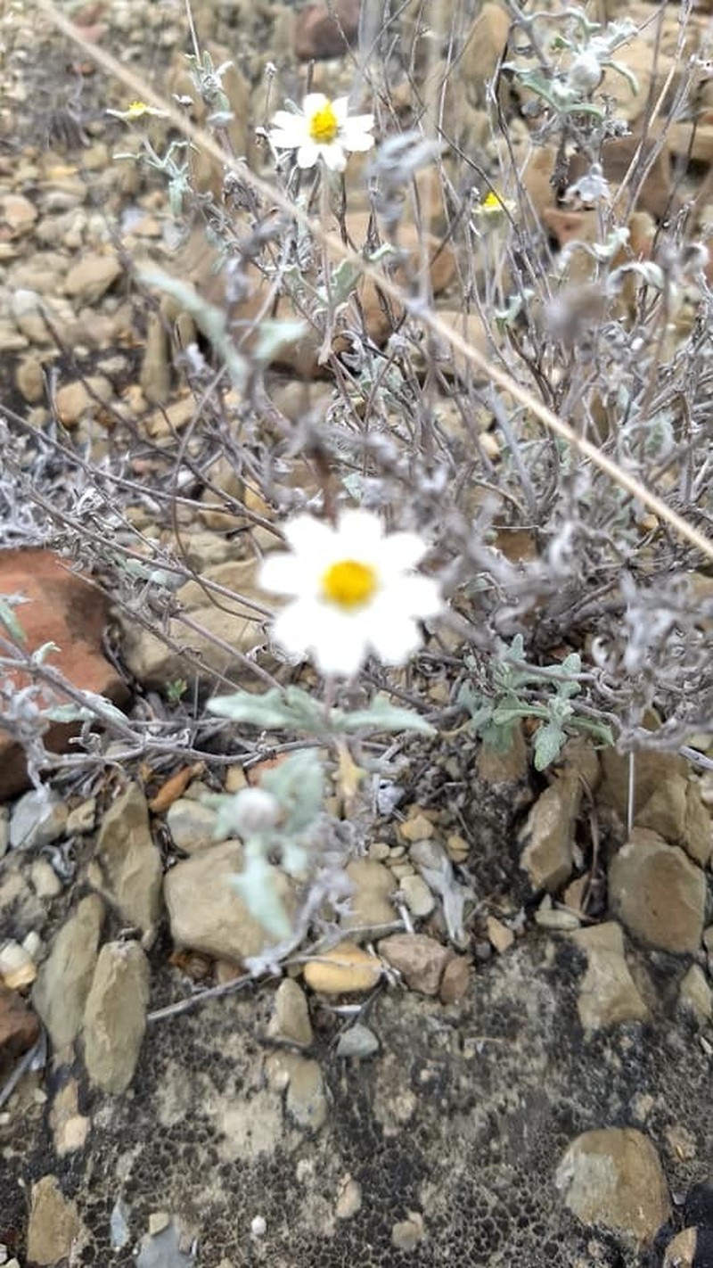 Melampodium argophyllum photo 4