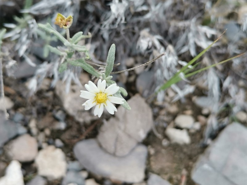Melampodium argophyllum photo 5