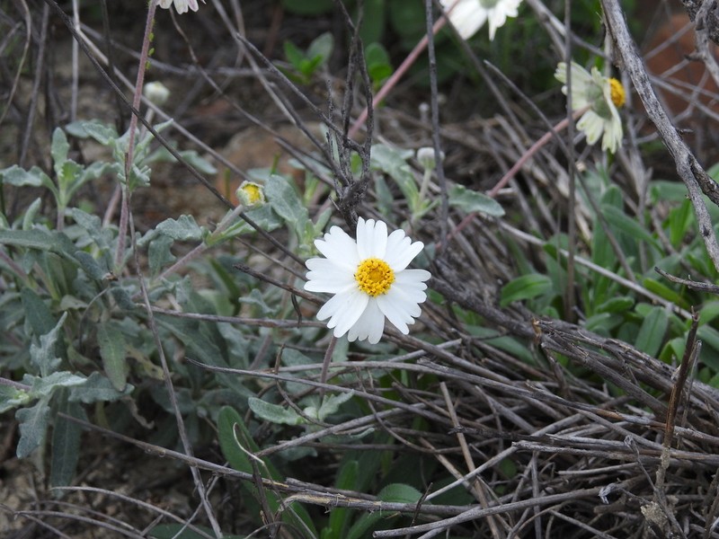 Melampodium argophyllum photo 6