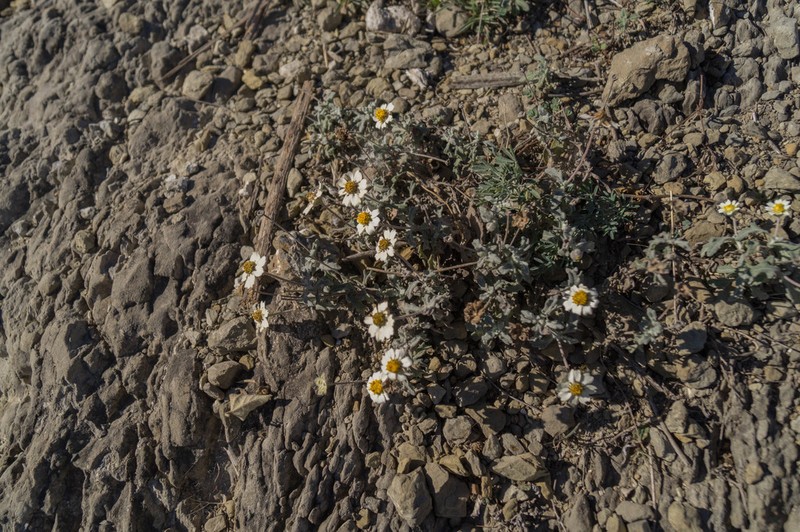 Melampodium argophyllum photo 7