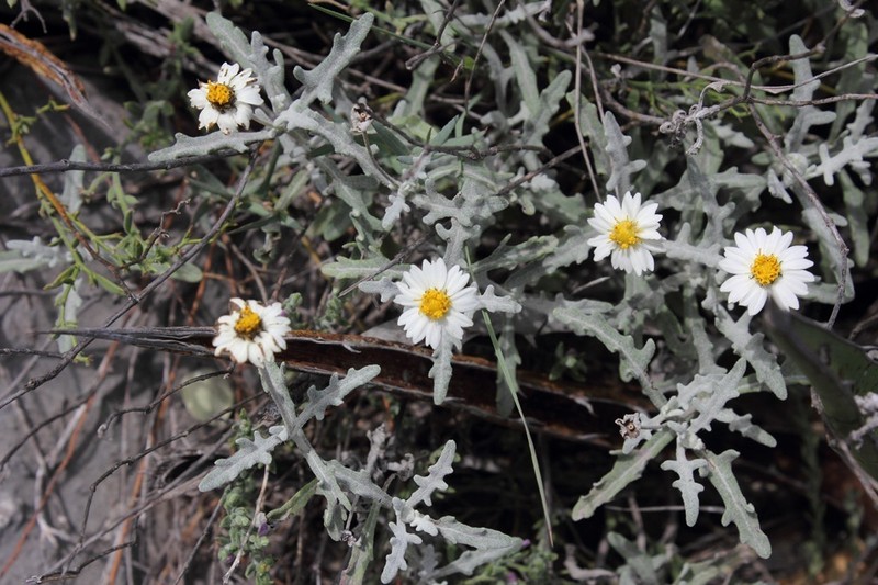 Melampodium argophyllum photo 8
