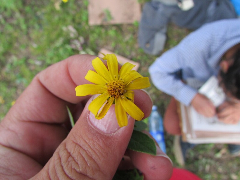Melampodium aureum photo 3