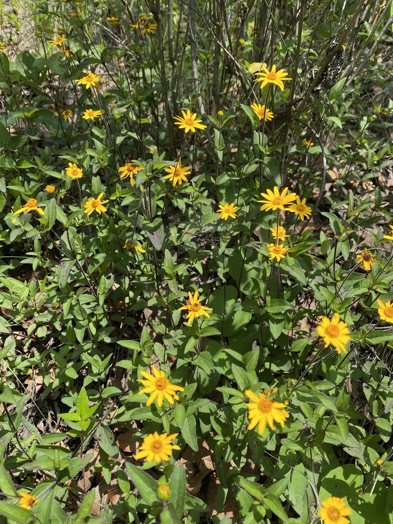 Melampodium aureum photo 4